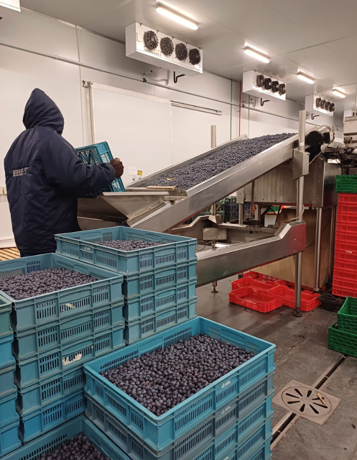Six33 Berries Packhouse